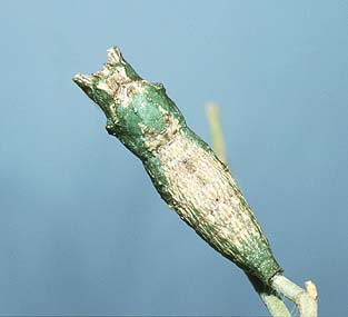 anactus pupae