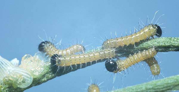 aganippe larvae
