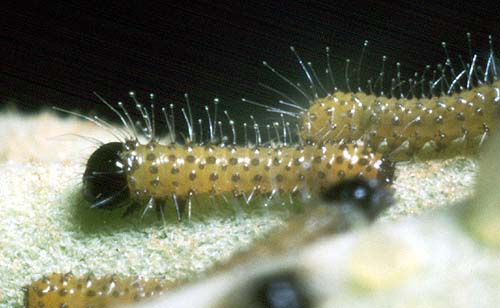 java larvae