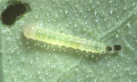 rapae larvae